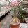 Adenium obesum v. multiflorum XL