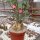 Adenium obesum v. multiflorum XL