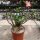 Adenium obesum v. multiflorum XL