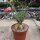 Adenium obesum v. multiflorum XL