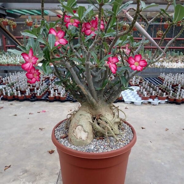 Adenium obesum v. multiflorum XXL