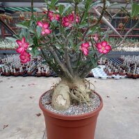 Adenium obesum v. multiflorum XXL