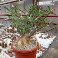 Adenium obesum v. multiflorum XXL