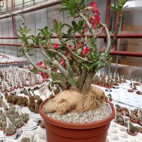 Adenium obesum v. multiflorum XXL