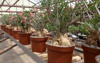 Adenium obesum v. multiflorum XXL