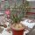 Adenium obesum v. multiflorum XXL