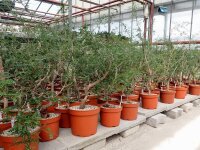 Operculicarya decaryi XL