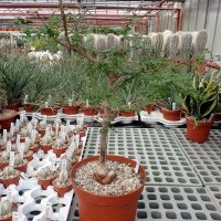 Operculicarya decaryi XL