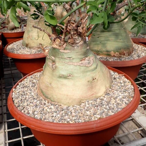 Adenia glauca XL Botswana, Südafrika