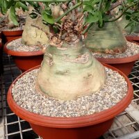 Adenia glauca XL Botswana, Südafrika