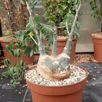 Adenia glauca XL Botswana, Südafrika