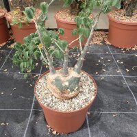 Adenia glauca XL Botswana, Südafrika