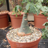 Adenia glauca XL Botswana, Südafrika