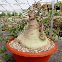 Adenia glauca XL Botswana, Südafrika