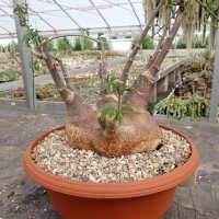 Adenia glauca XL Botswana, Südafrika
