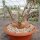 Adenia glauca XL Botswana, Südafrika