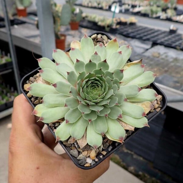 Sempervivum Pink Pearl (dw)