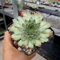 Sempervivum Pink Pearl (dw)