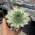 Sempervivum Pink Pearl (dw)