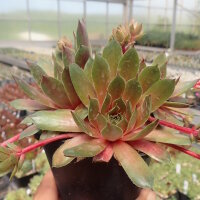 Sempervivum Kalinda (dw)