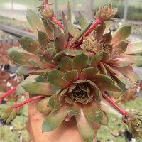 Sempervivum Kalinda (dw)