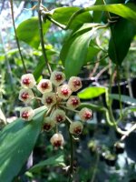 Hoya andalensis
