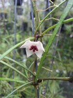 Hoya retusa