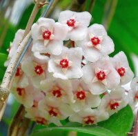 Hoya dasyantha