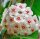 Hoya dasyantha