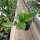 Hoya dasyantha