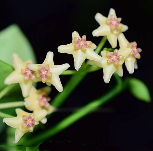 Hoya collina