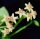 Hoya collina