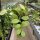 Hoya collina