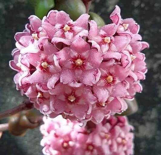 Hoya carnosa cv. compacta New