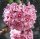 Hoya carnosa cv. compacta New