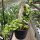 Hoya carnosa cv. compacta New