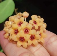 Hoya cutis porcelana