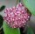 Hoya mindorensis ssp. Superba