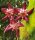 Hoya onychoides cv. Long Leaf, PNG SV 441IML 0559