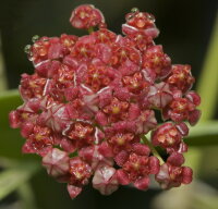 Hoya pubifera