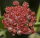 Hoya pubifera
