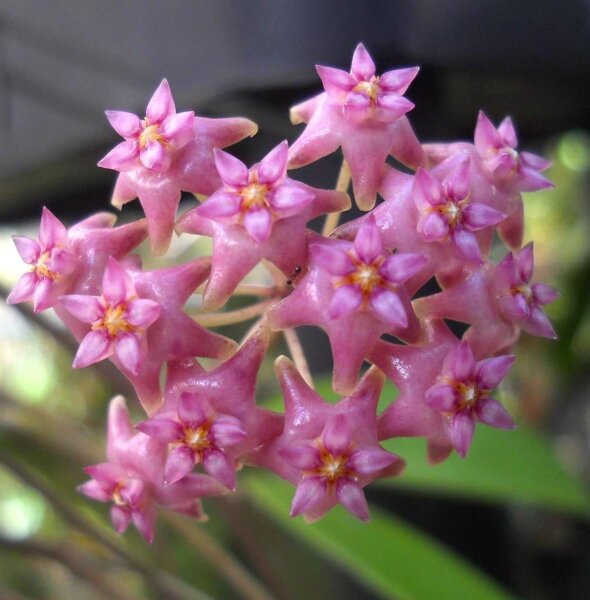 Hoya sp. Sarawak