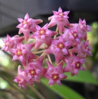 Hoya sp. Sarawak