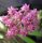 Hoya sp. Sarawak