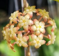 Hoya finlaysonii UT 073