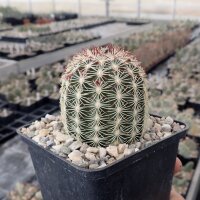 Echinocereus viridiflorus  ssp. chloranthus v. cylindricus SB 133  (dw)