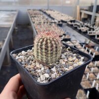 Echinocereus viridiflorus  ssp. chloranthus v. cylindricus SB 133  (dw)