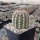 Echinocereus viridiflorus  ssp. chloranthus v. cylindricus SB 133  (dw)