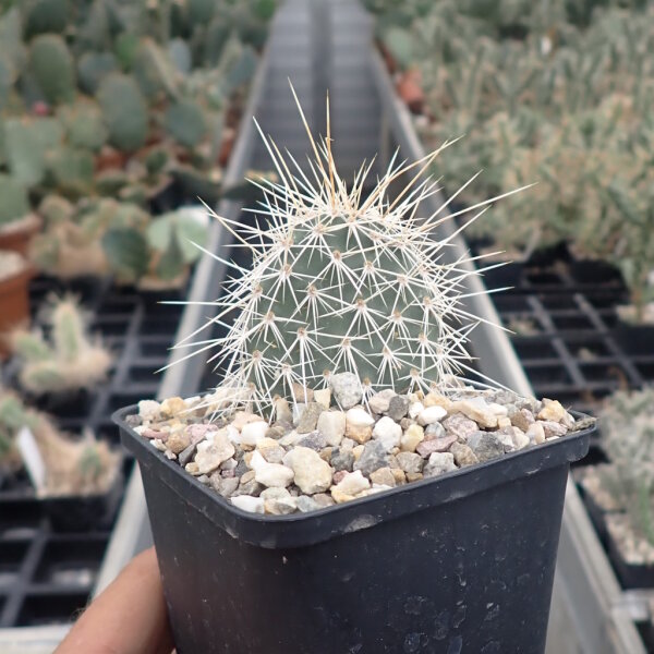 Opuntia erinacea v. ursina cv. Violaciflora (dw)