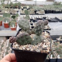 Opuntia polyacantha f. inermis Richter (dw)